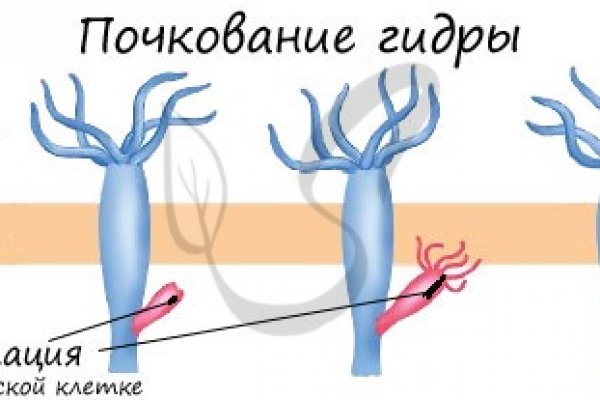 Что такое кракен в интернете